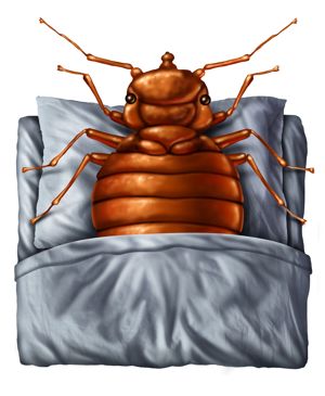 bed bug in bed