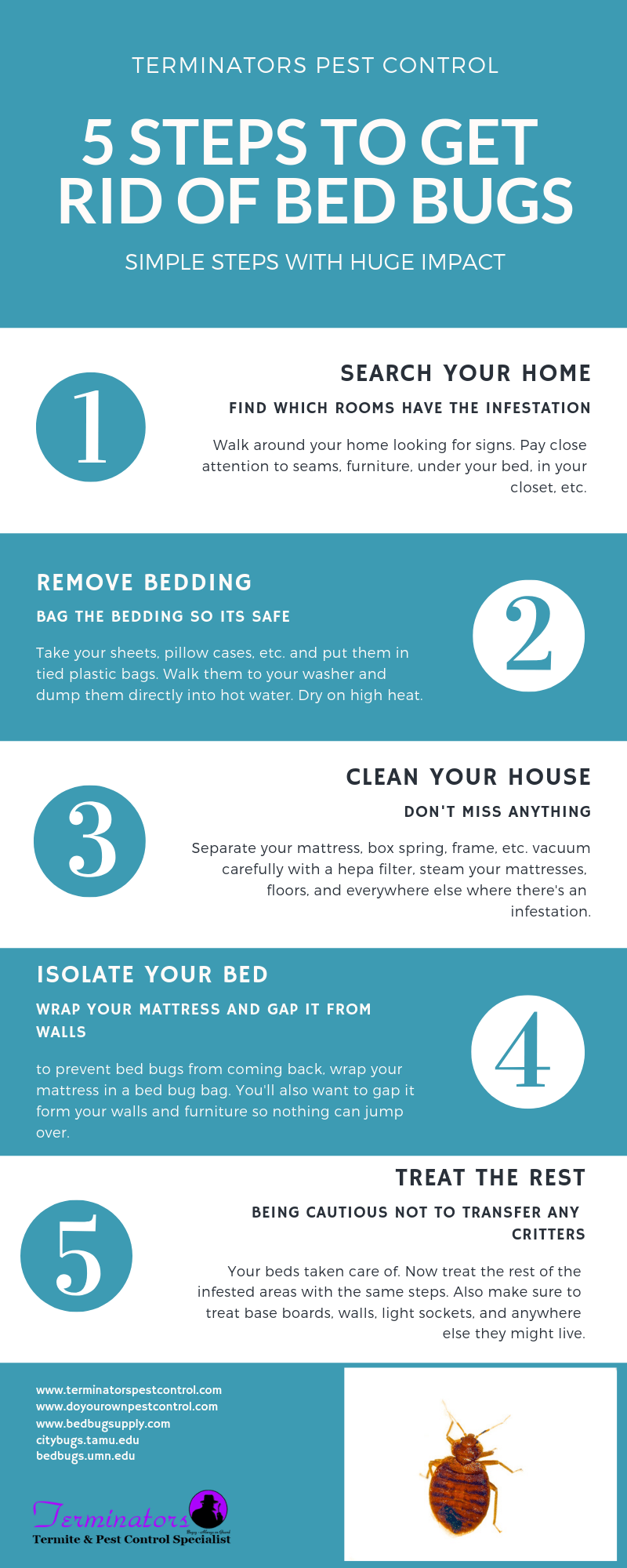 five steps to get rid of bed bugs infographic