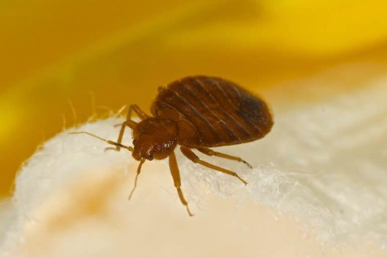 studies-show-bed-bugs-transmit-deadly-diseases-here-s-what-you-should