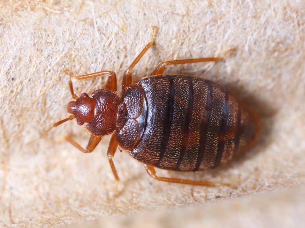 image of bed bug on carpet